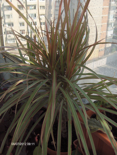 DRACAENA MARG BICOLOR