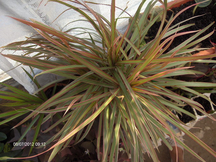 DRACAENA MARG BICOLOR