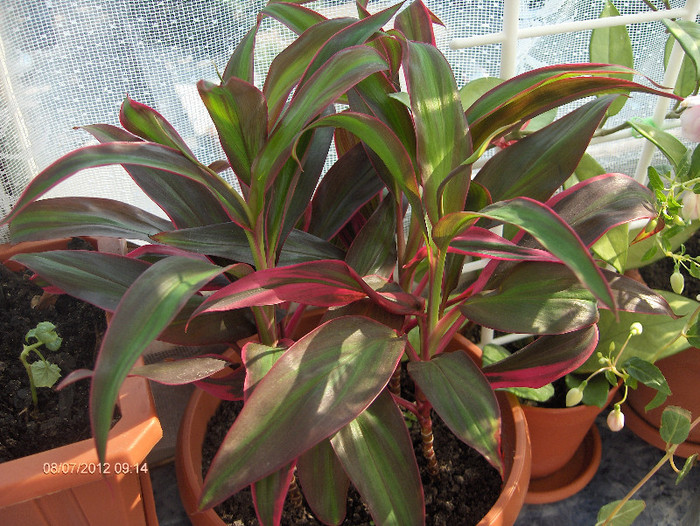 cordyline fruticosa