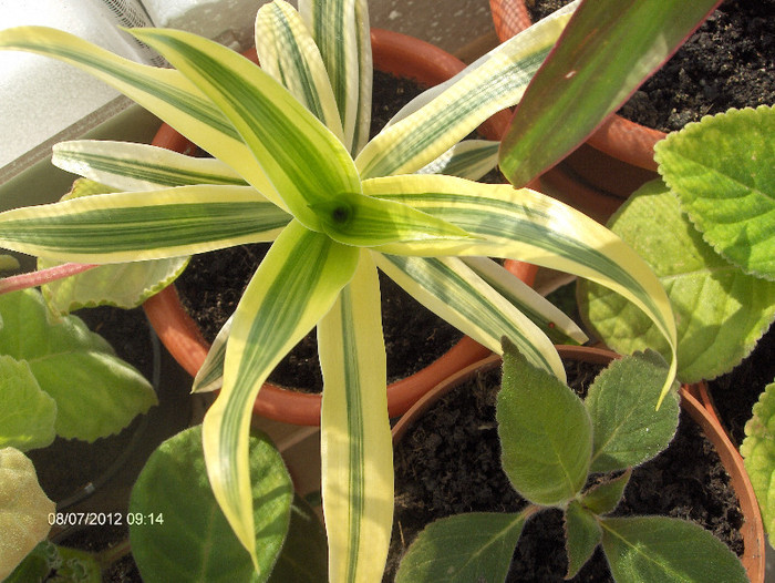 Dracaena reflexa Song of India