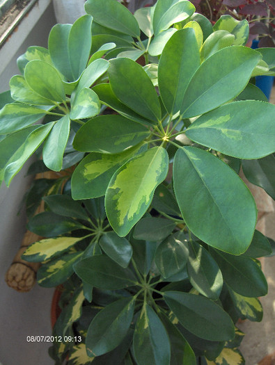 Schefflera, planta umbrela - dracaena si altceva 2011