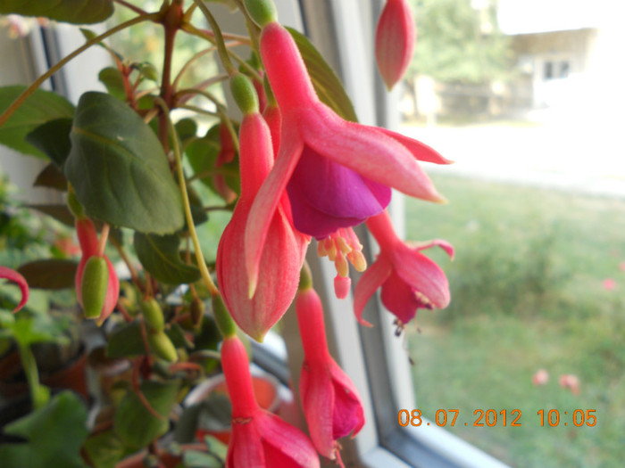 DSCN1605 - Fuchsia 2012