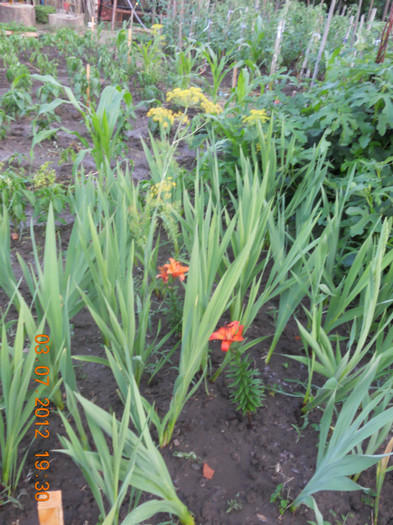 DSCN1580 - Gladiole 2012