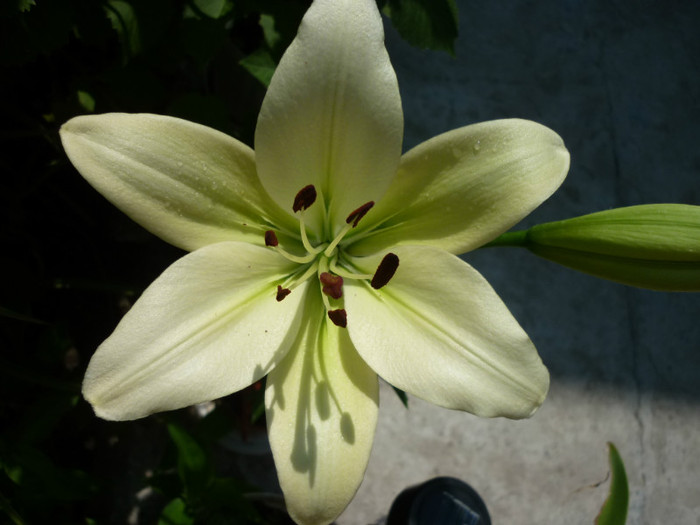 Lilium capucino alb-negru - Crini