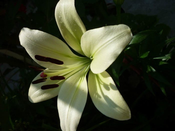 Lilium capucino alb-negru