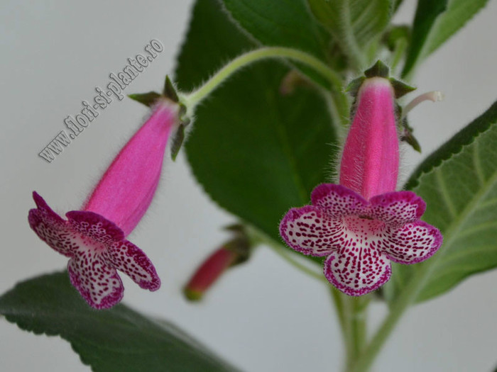 NEW - Kohleria Yfs Leah; 2012
