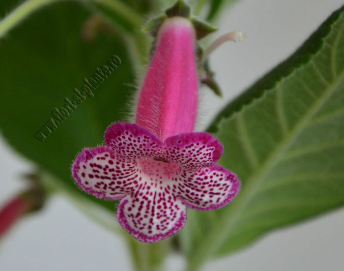 NEW - Kohleria Yfs Leah; 2012
