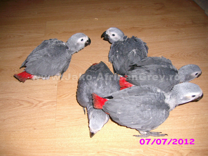 papagal jako african grey 5