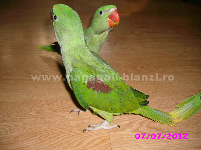 papagal Marele Alexander 7 - vand papagali - Timisoara
