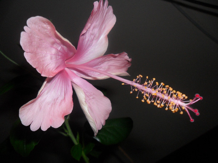 Hibiscus Dainty Pink - Hibiscus 2012-1