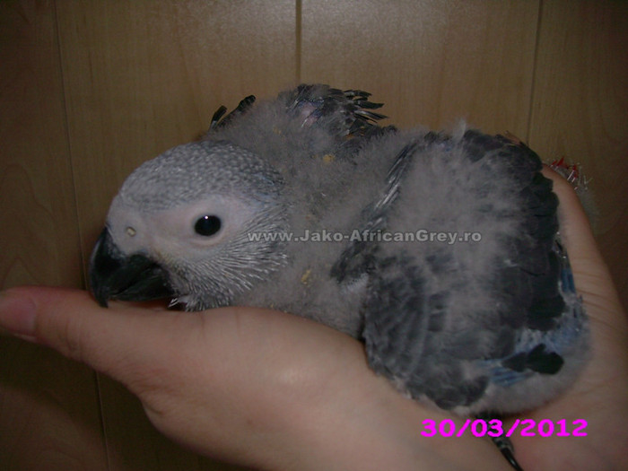 papagal jako african grey; papagal jako african grey
