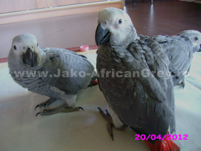 papagal jako african grey; papagal jako african grey
