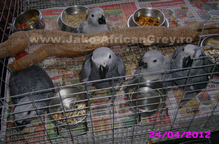 papagal jako african grey - vand papagali jako african grey - Timisoara