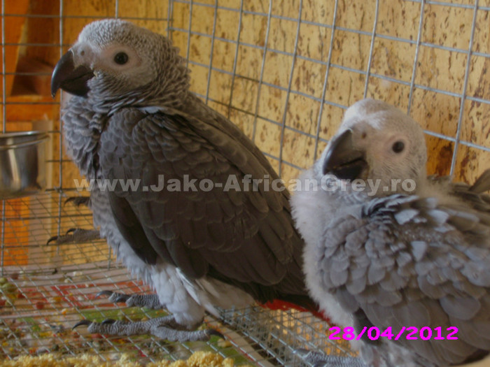 papagal jako african grey; papagal jako african grey
