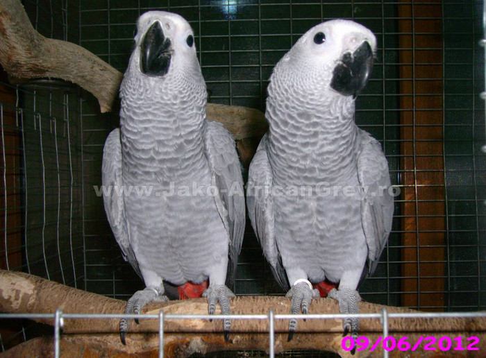 papagal jako african grey - vand papagali jako african grey - Timisoara