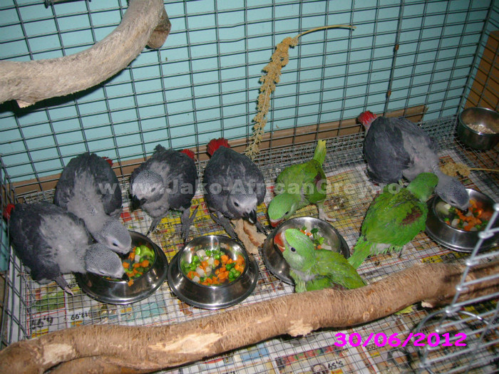 papagal jako african grey - vand papagali jako african grey - Timisoara