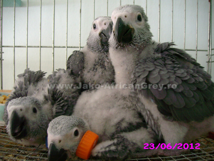 papagal jako african grey - vand papagali jako african grey - Timisoara