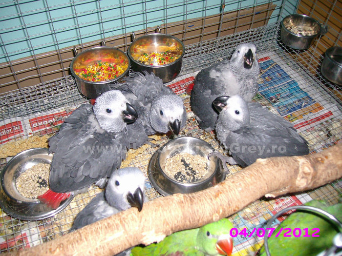 papagal jako african grey - vand papagali jako african grey - Timisoara