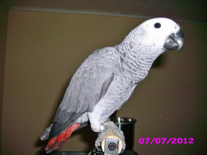 papagal jako african grey; papagal jako african grey
