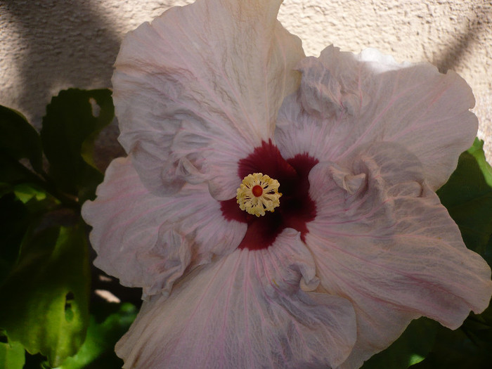 P1150498 - HIBISCUSI 2012-2