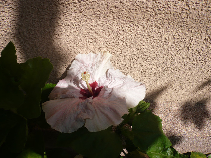 P1150500 - HIBISCUSI 2012-2