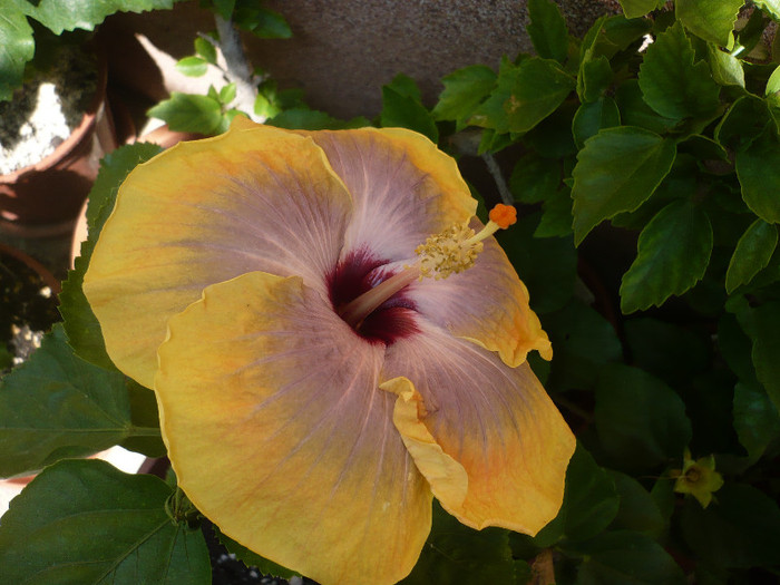 P1150501 - HIBISCUSI 2012-2