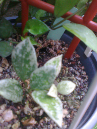 lacunosa eschimo