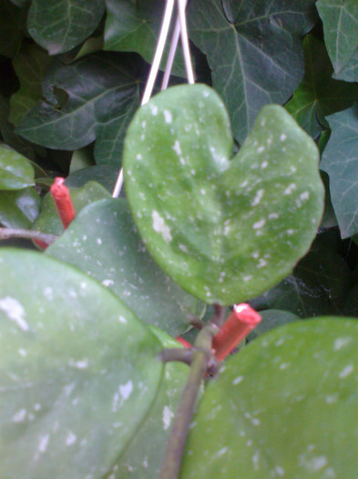 obovata