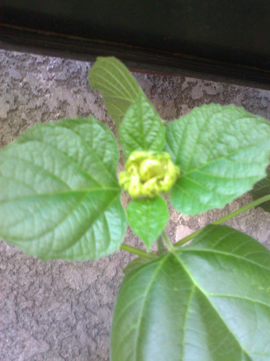 clero philipinum