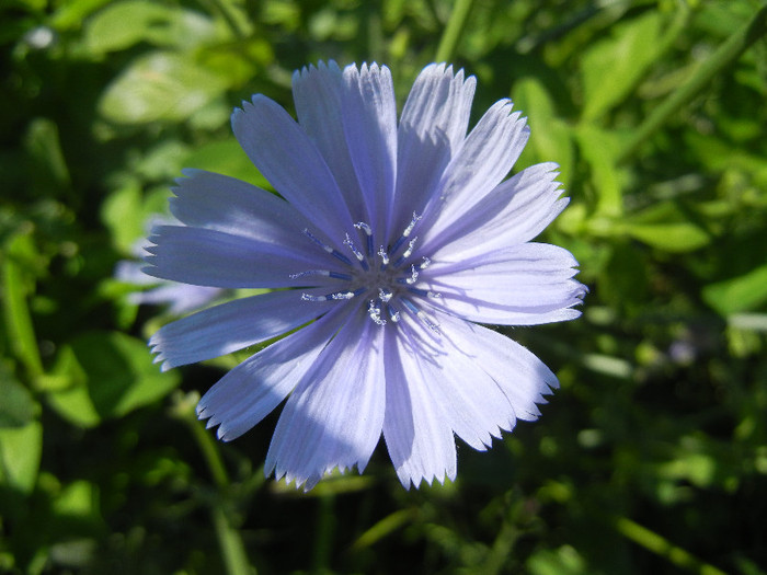 Cichorium intybus (2012, July 03) - Cichorium intybus_Cichory