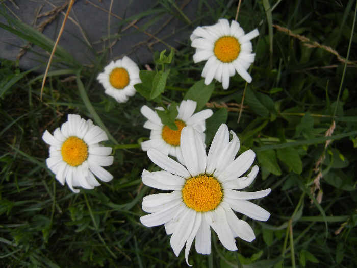 Ox-eye Daisy (2012, July 06) - DAISY Ox-eye Daisy