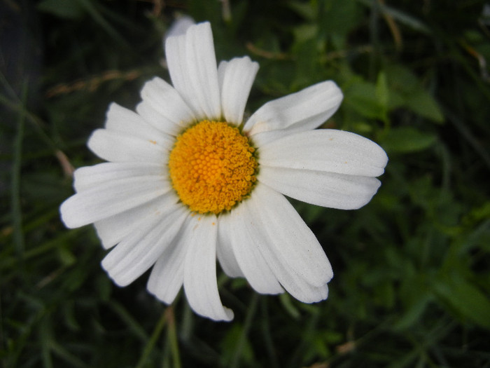 Ox-eye Daisy (2012, July 06) - DAISY Ox-eye Daisy