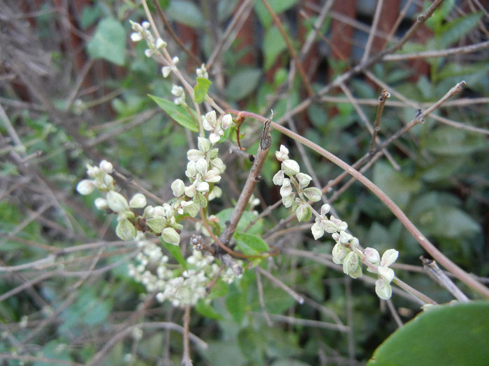 Polygonum convolvulus (2012, July 01) - Polygonum convolvulus