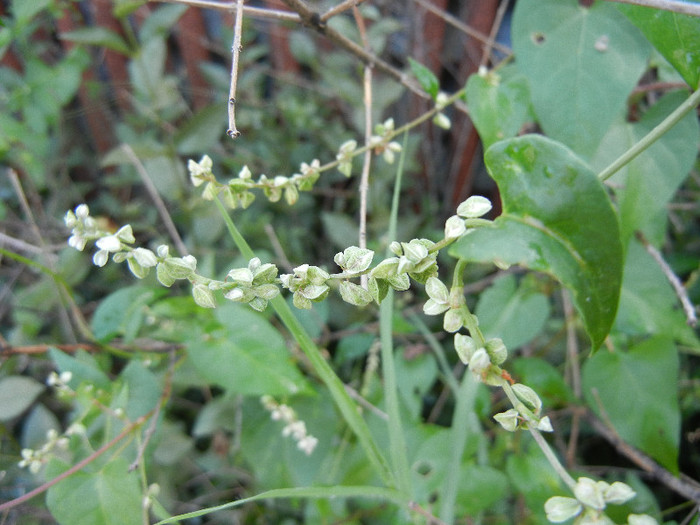 Polygonum convolvulus (2012, July 01) - Polygonum convolvulus