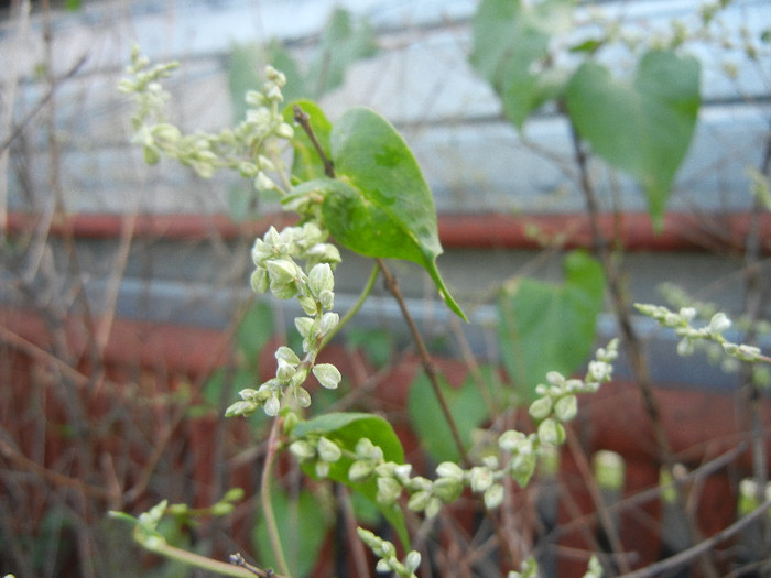 Black Bindweed (2012, July 01) - Polygonum convolvulus