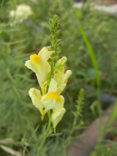 Linaria vulgaris (2012, July 06) - Linaria vulgaris