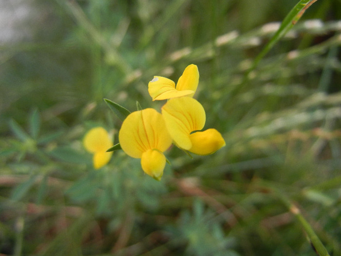 Birds Foot Trefoil (2012, July 06) - Lotus corniculatus