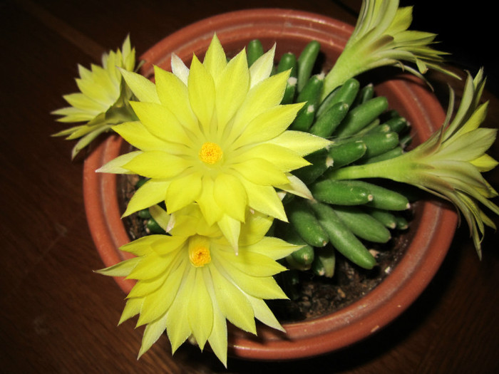 Mammillaria uberiformis - cactusi - 2012