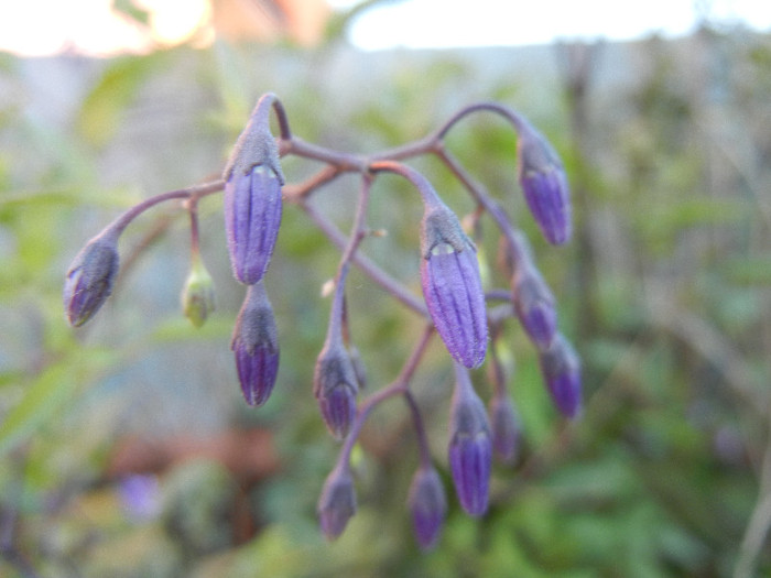 Climbing Nightshade (2012, July 02) - Solanum dulcamara