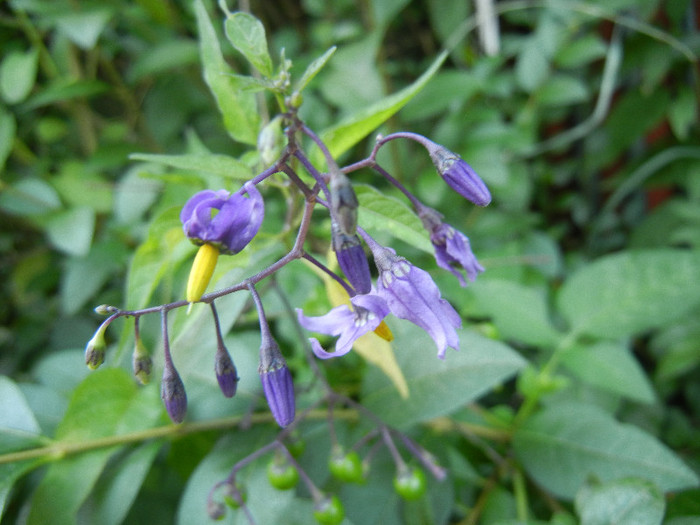 Solanum dulcamara (2012, July 02)