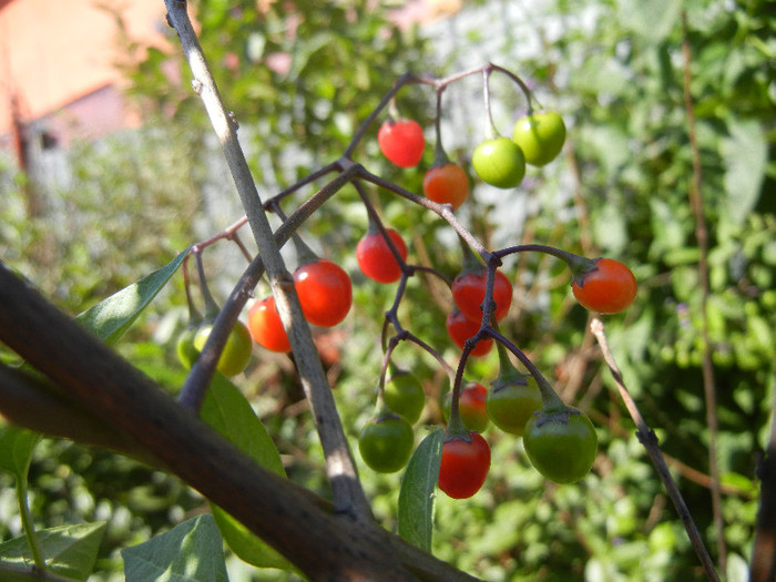 Solanum dulcamara (2012, July 03) - Solanum dulcamara