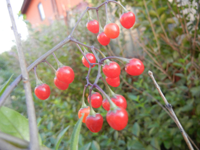 Solanum dulcamara (2012, July 06) - Solanum dulcamara