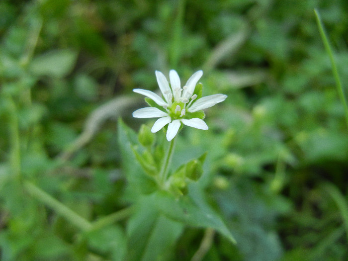 Common Chickweed (2012, July 01) - Stellaria media_Chickweed