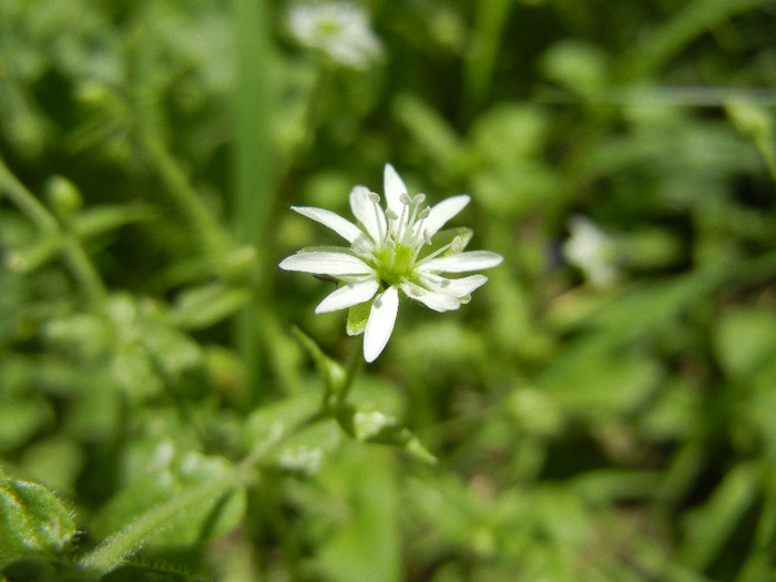 Stellaria media (2012, July 03)