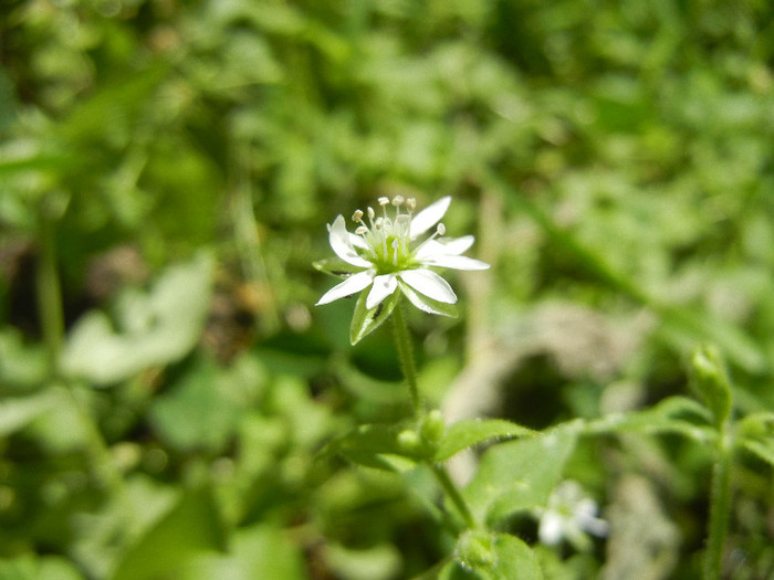 Stellaria media (2012, July 03) - Stellaria media_Chickweed