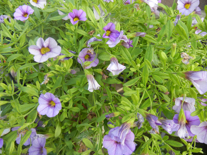 Calibrachoa Lavender (2012, July 01) - Calibrachoa Lavender