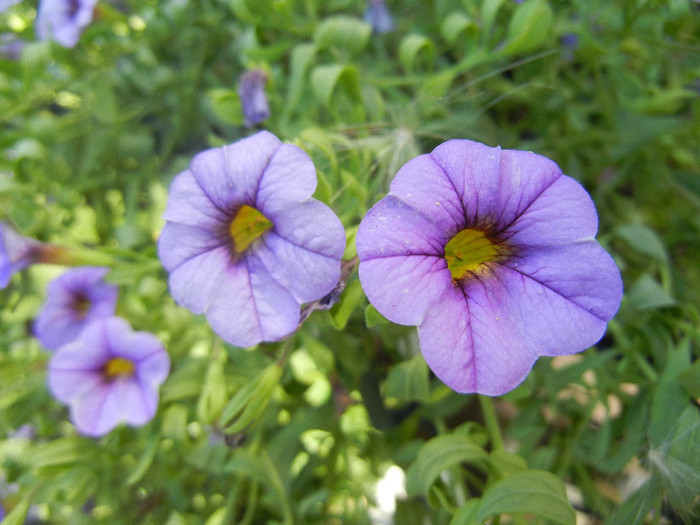 Calibrachoa Lavender (2012, July 03) - Calibrachoa Lavender