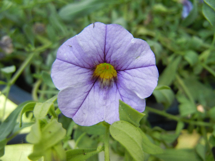 Calibrachoa Lavender (2012, July 03) - Calibrachoa Lavender