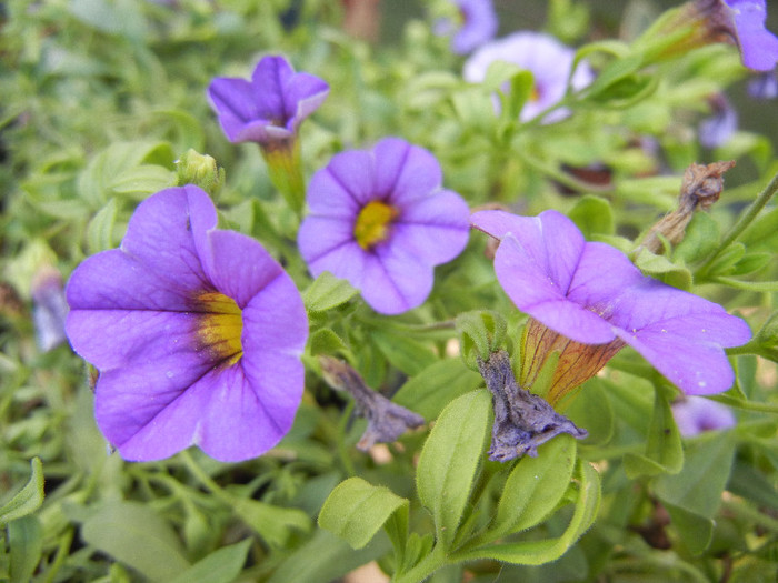 Calibrachoa Lavender (2012, July 03)