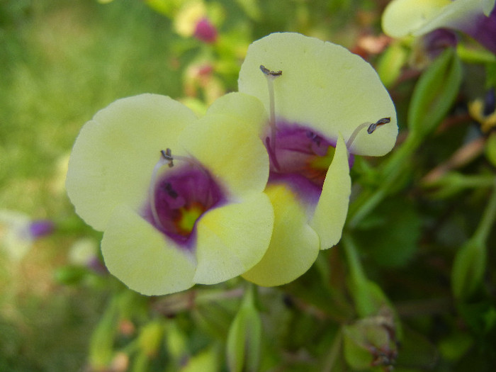 Torenia Gilded Grape (2012, July 03)